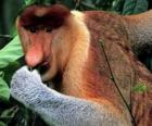 Hortum maymun veya nasica (Nasalis larvatus) kırmızımsı-kahverengi, otobur gelen catarrhine primat aile Cercopithecidae türüdür, Borneo kıyılarında bulundu.